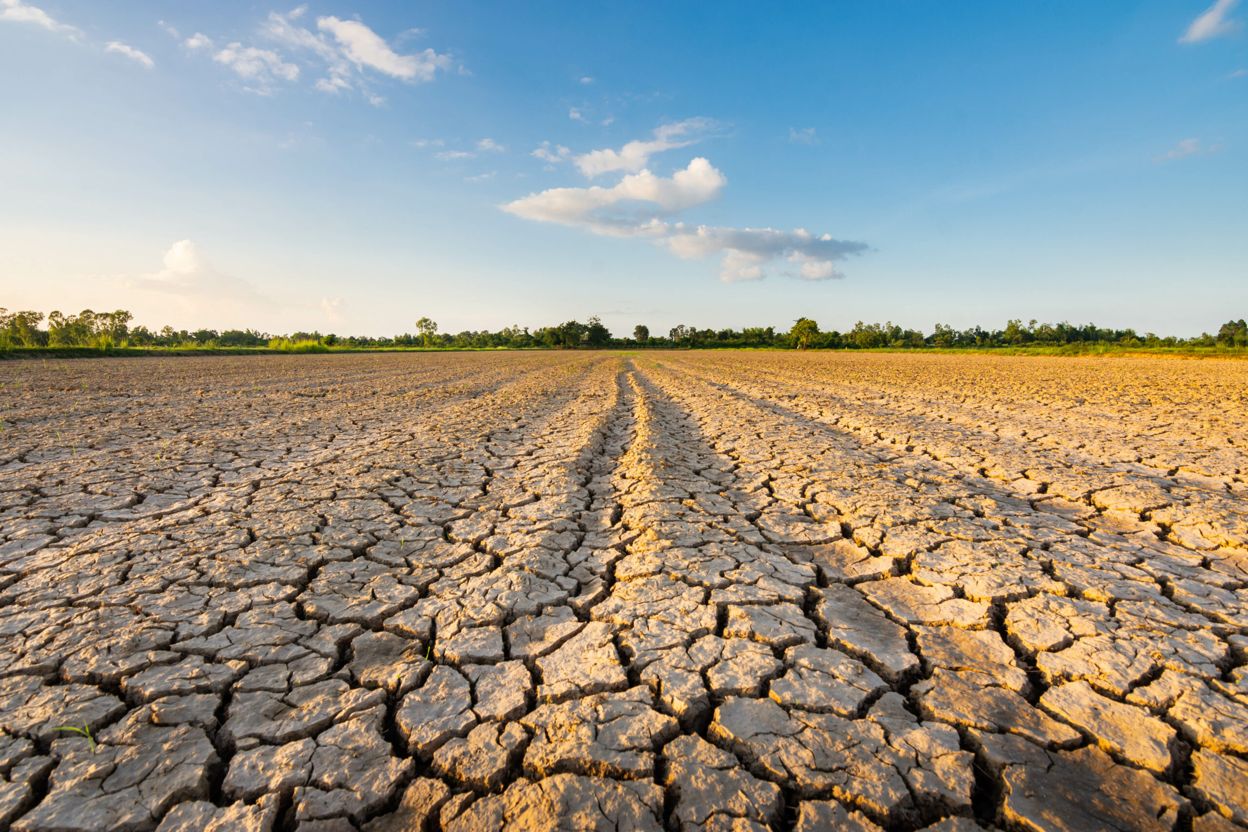 dry landscape